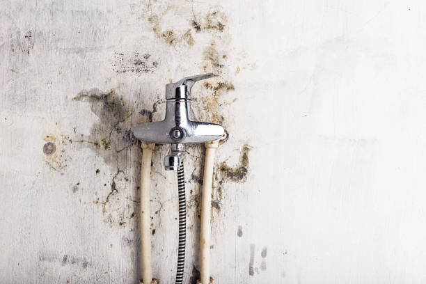 Best Emergency Mold Removal  in Universal City, TX