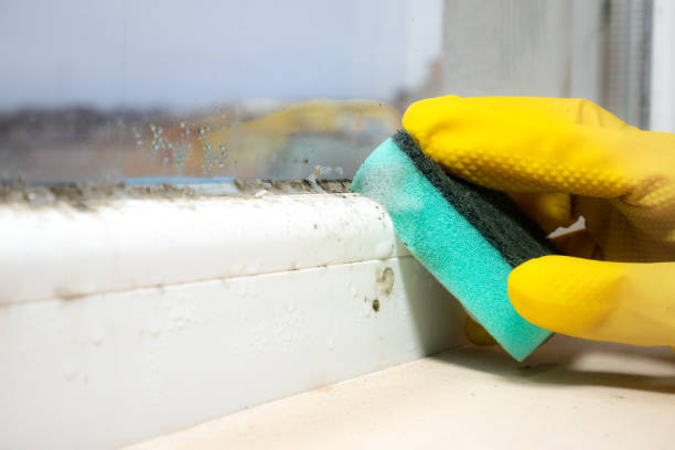 Best Commercial Mold Removal  in Universal City, TX