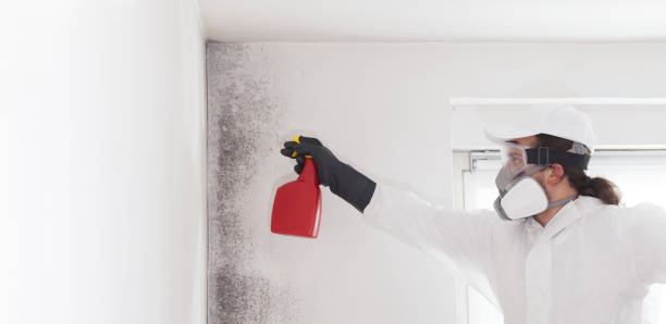 Best Mold Removal Company Near Me  in Universal City, TX