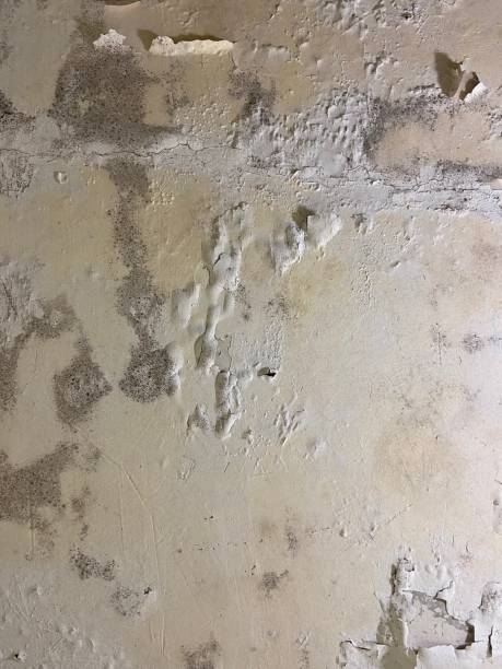 Best Mold Removal Company Near Me  in Universal City, TX