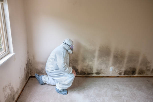 Best Certified Mold Removal  in Universal City, TX