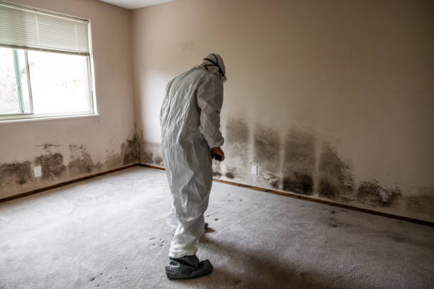  Universal City, TX Mold Removal Pros