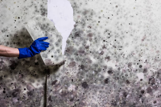 Universal City, TX Mold Removal Company