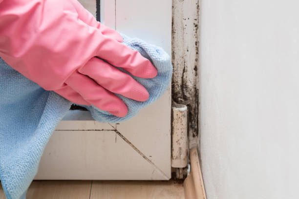 Best Crawl Space Mold Removal  in Universal City, TX