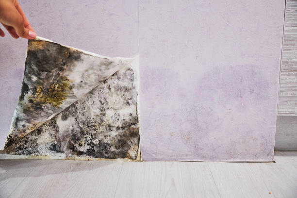 Best Residential Mold Removal  in Universal City, TX